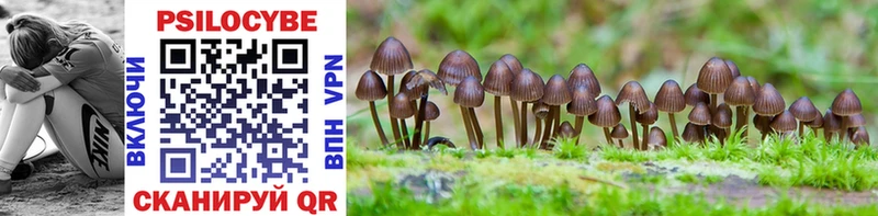 hydra зеркало  Алагир  Псилоцибиновые грибы Psilocybe 
